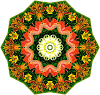 Orchidae 14