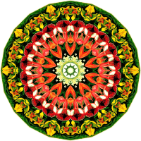 Orchidae 15