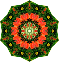Orchidae 16