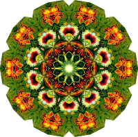 Orchidae 17