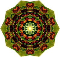Orchidae 19