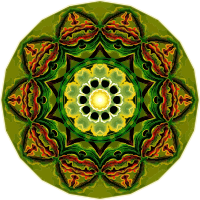 Orchidae 20