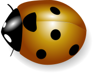 coccinelle