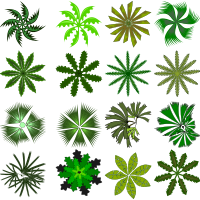 Palm top view