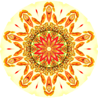 Nepenthaceae 3