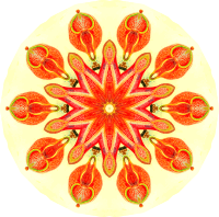 Nepenthaceae 4