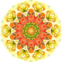 Nepenthaceae 7