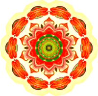 Nepenthaceae 18