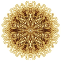 Crinoidea 4