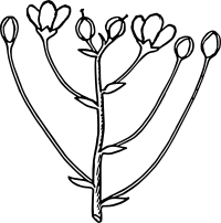 Cyme 1