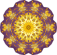 Discomedusae 28
