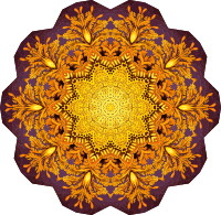 Discomedusae 38