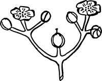 Cyme 2