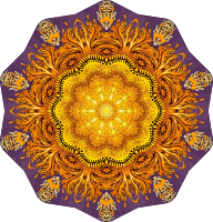 Discomedusae 36