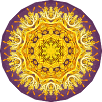 Discomedusae 30