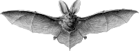 Brown long-eared bat