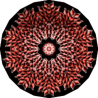 Bryozoa 24