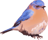 Eastern bluebird