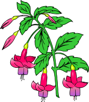 Fuchsia