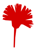 Carnation