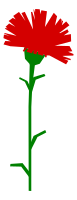 Carnation