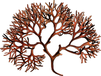 Irish moss (detailed)
