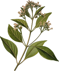 Cinchona officinalis (low resolution)