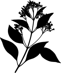 Cinchona officinalis (silhouette)