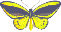 Birdwing butterfly