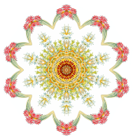 Nudibranchia 2