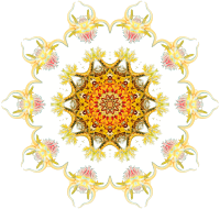 Nudibranchia 5