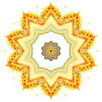 Nudibranchia 9