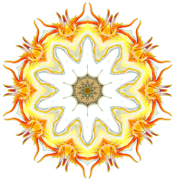 Nudibranchia10