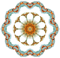Nudibranchia 13