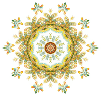 Nudibranchia 16