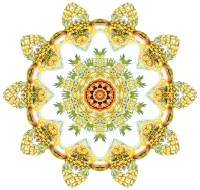 Nudibranchia 17