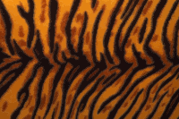 Tiger fur