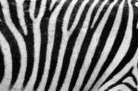 Zebra fur