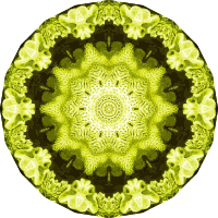 Hexacoralla 3