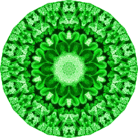 Hexacoralla 4