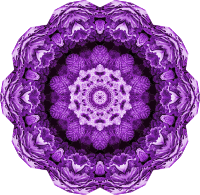 Hexacoralla 9
