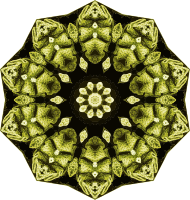 Hexacoralla 12