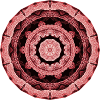 Hexacoralla 11