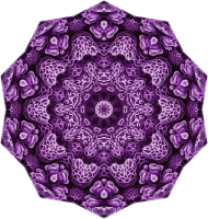 Hexacoralla 17