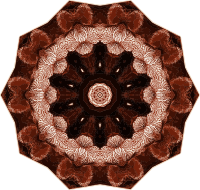 Hexacoralla 20