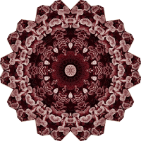 Hexacoralla 18