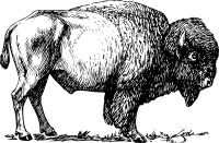 Bison 01