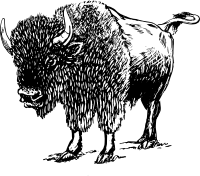 Bison 02