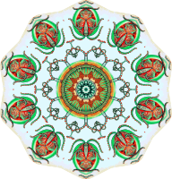 Trachomedusae 7