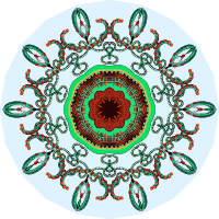 Trachomedusae 10